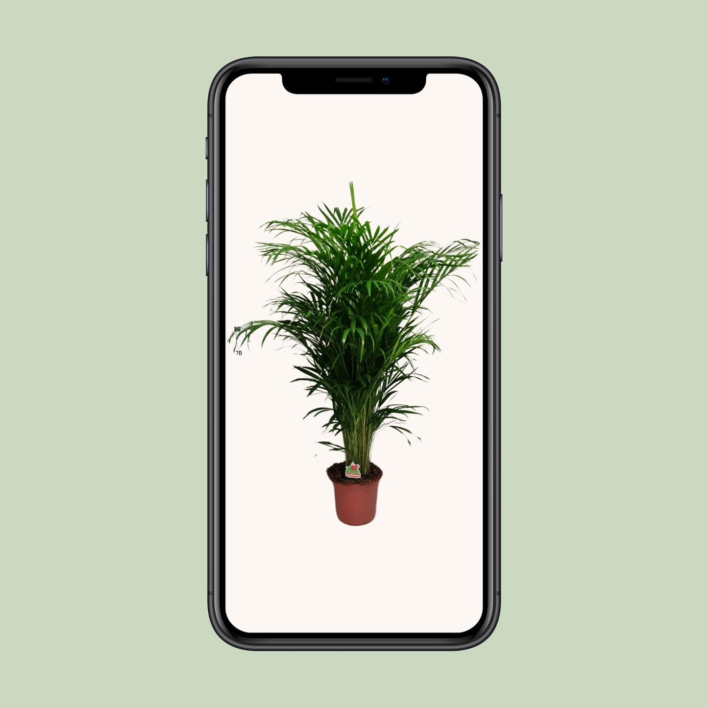Dypsis Lutescens – Ø24cm – ↕125cm
