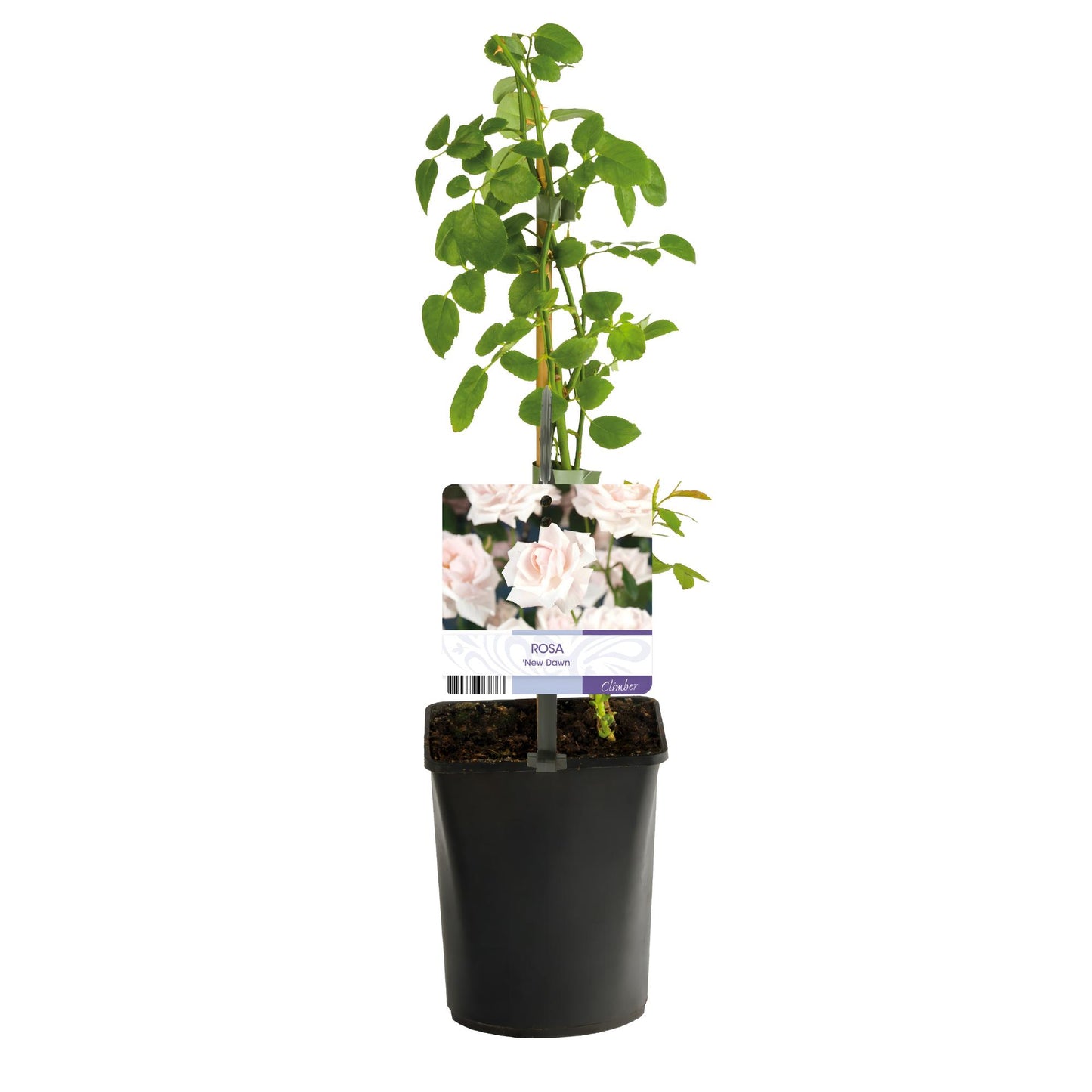 Green boutiQ - Kletterrose - Rosa New Dawn - Blüte Hellrosa - Pflegeleicht - 2 Pflanzen - Topf 11cm Höhe 40cm