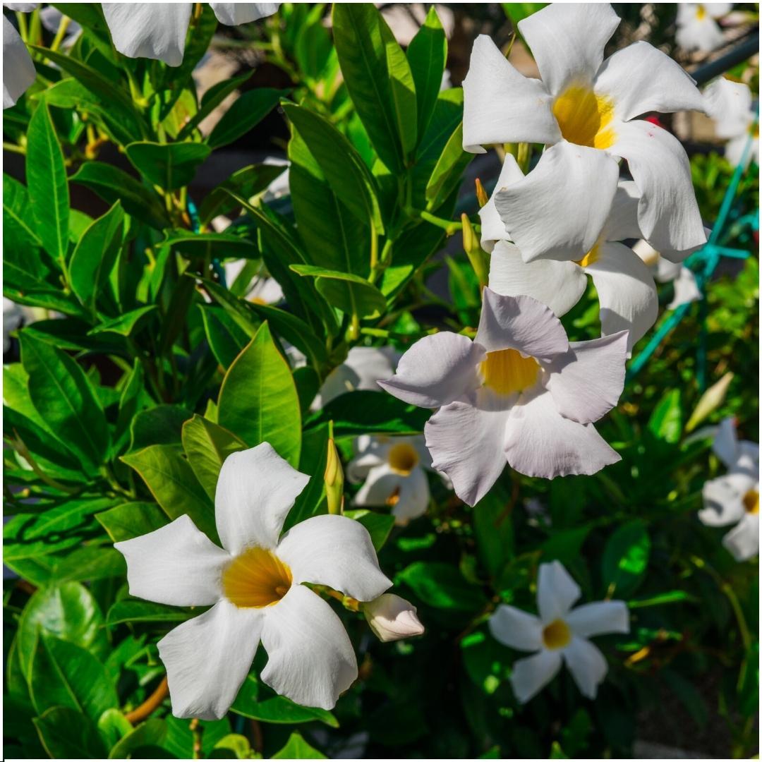 6 x Dipladenia weiß - Mandevilla weiß Ø12 cm - ↕25 cm