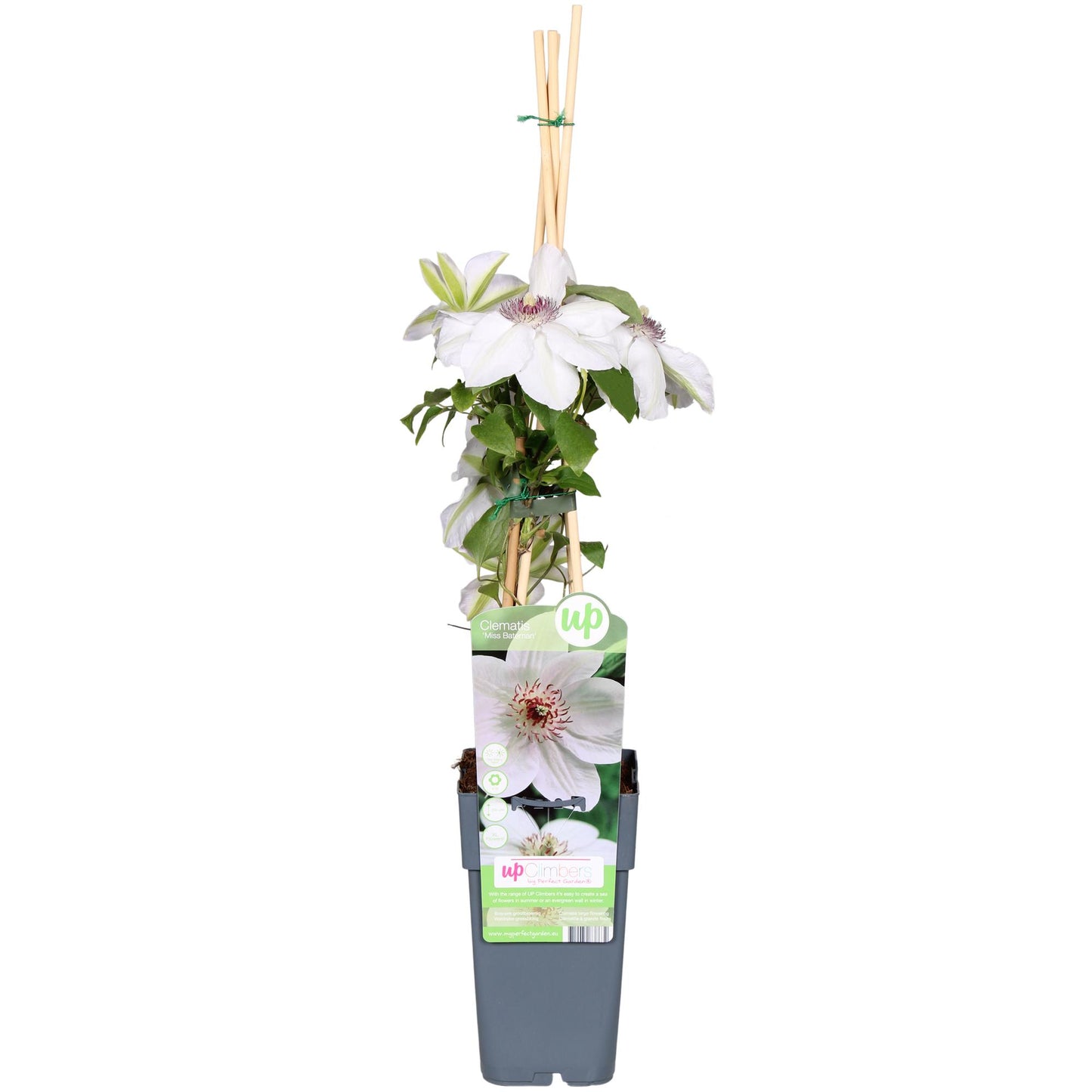 Clematis Miss Bateman - Clematis Weiß - Ø15cm - ↕65cm