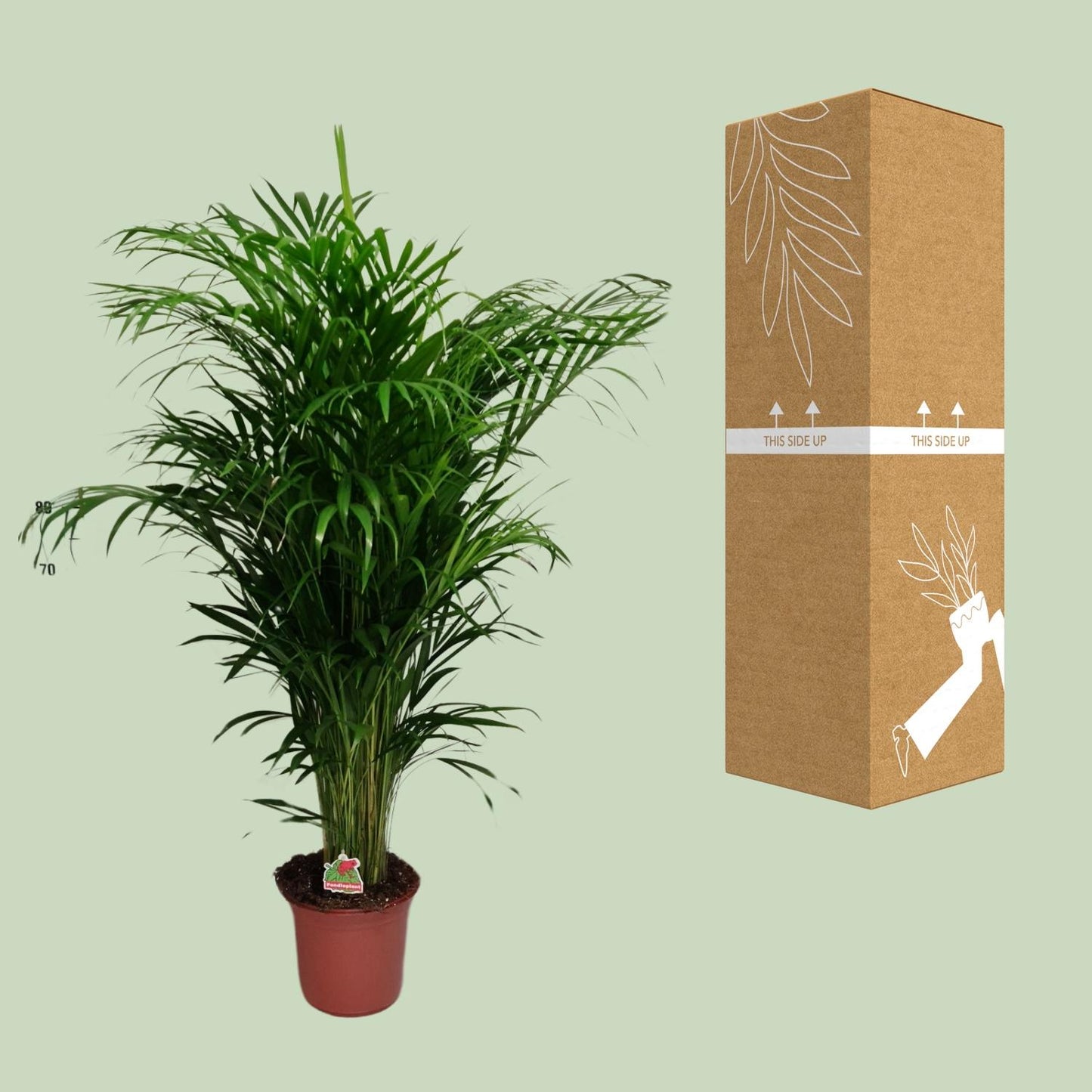 Dypsis Lutescens – Ø24cm – ↕125cm