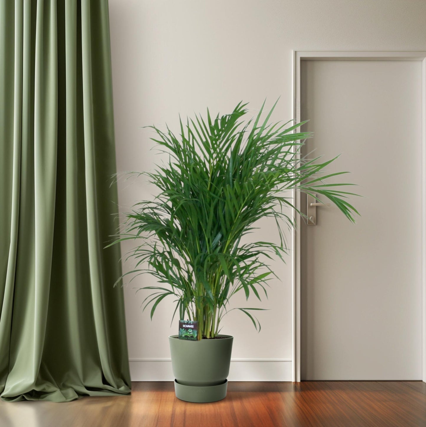 Dypsis Lutescens 120 - Ø19cm - ↕100cm
