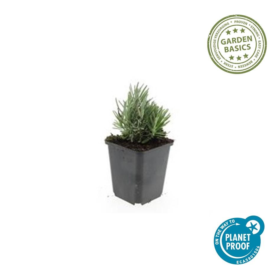6x Lavandula ang. 'Dwarf Blue' - ↕10-25cm - Ø9cm