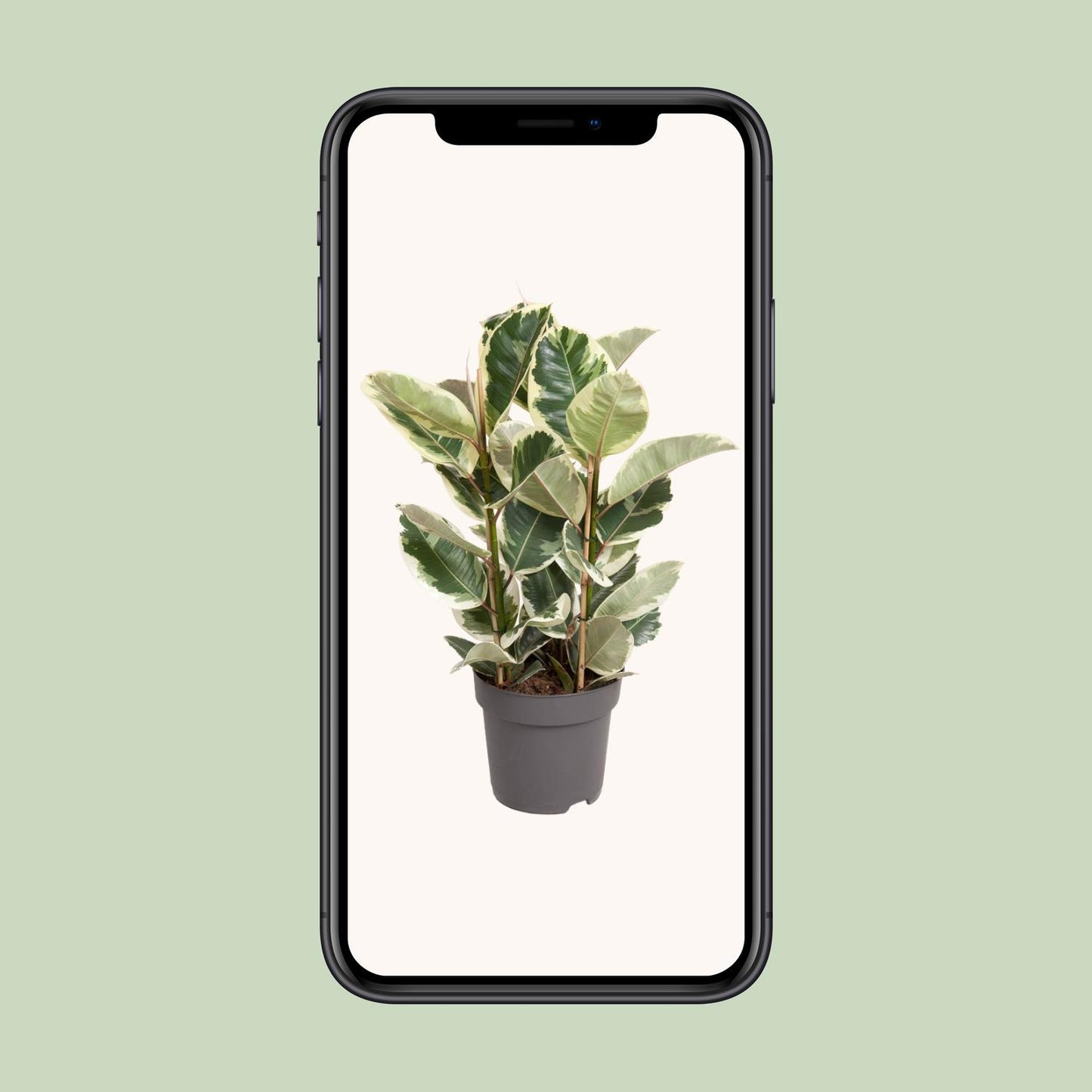 Ficus Elastica Tineke – Ø27cm – ↕100cm