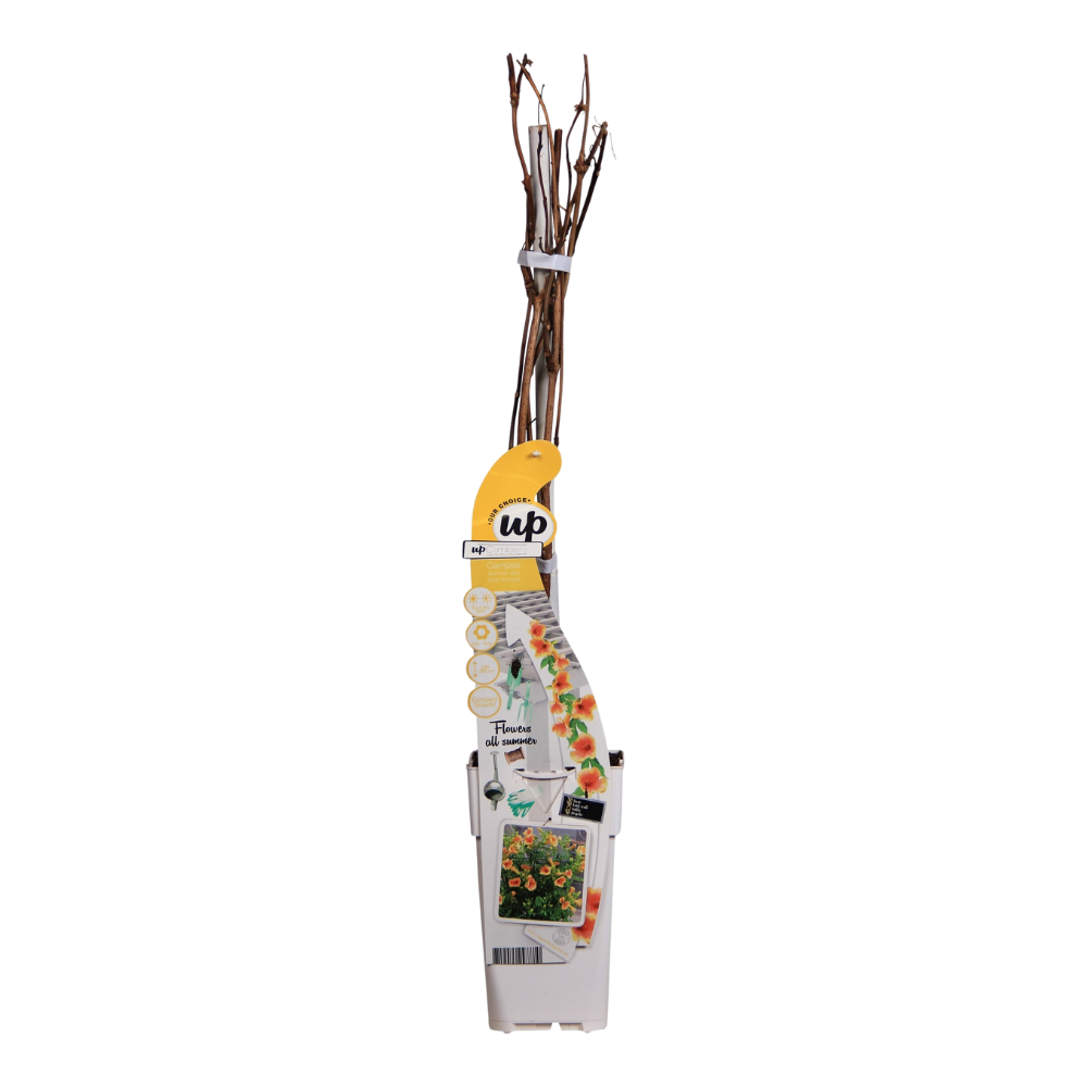 Campsis Summer Jazz 'Gold Trumpet' - Ø15cm - ↕65cm