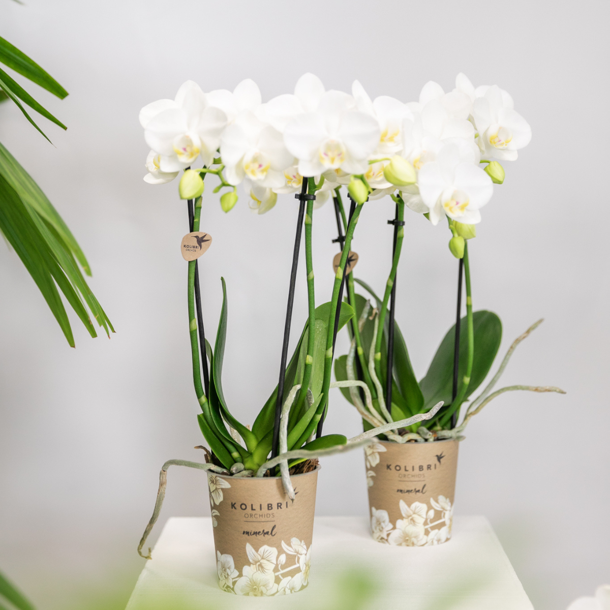 Kolibri-Orchideen | KOMBI-ANGEBOT mit 2 weißen Phalaenopsis-Orchideen - Amabilis - Topfgröße Ø9cm | blühende Zimmerpflanze – frisch vom Züchter