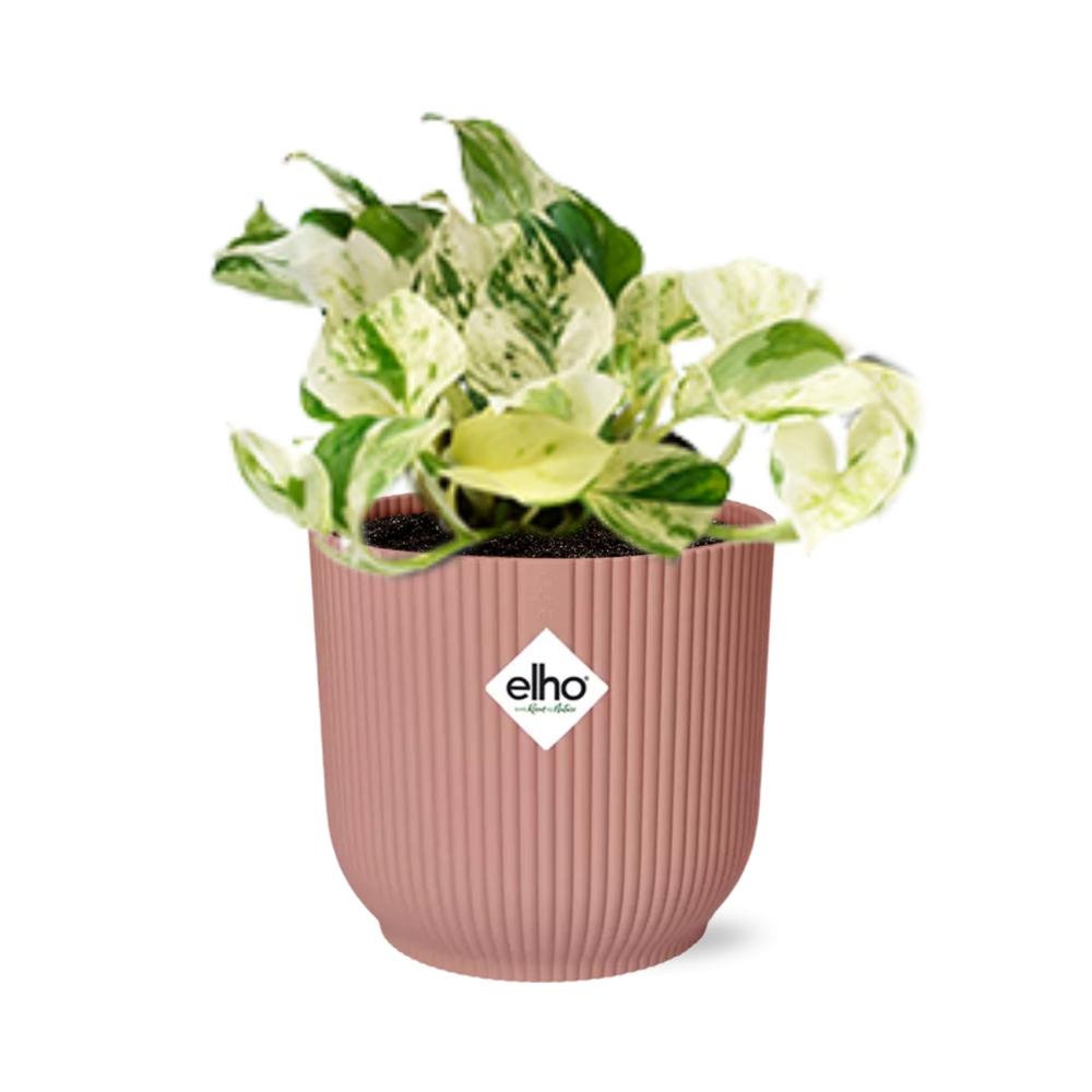 Epipremnum Pinnatum Happy Leaf in ELHO Vibes Fold 14cm rosa