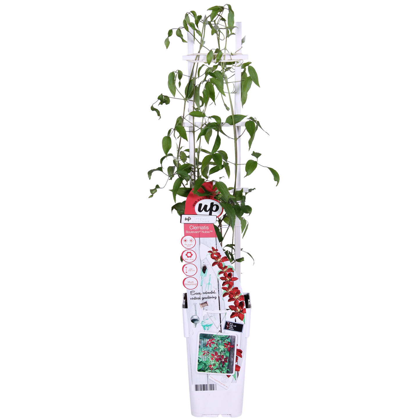 Clematis Nubia - Clematis Evison Rot - Ø15cm - ↕65cm - Ø15 - ↨65cm