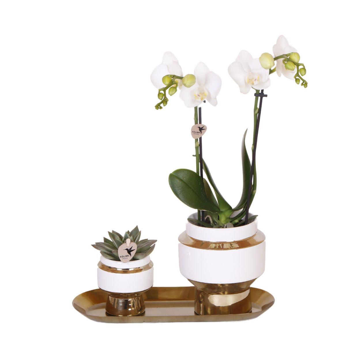 Kolibri Company – Set aus weißen Orchideen und Sukkulenten auf goldenem Tablett