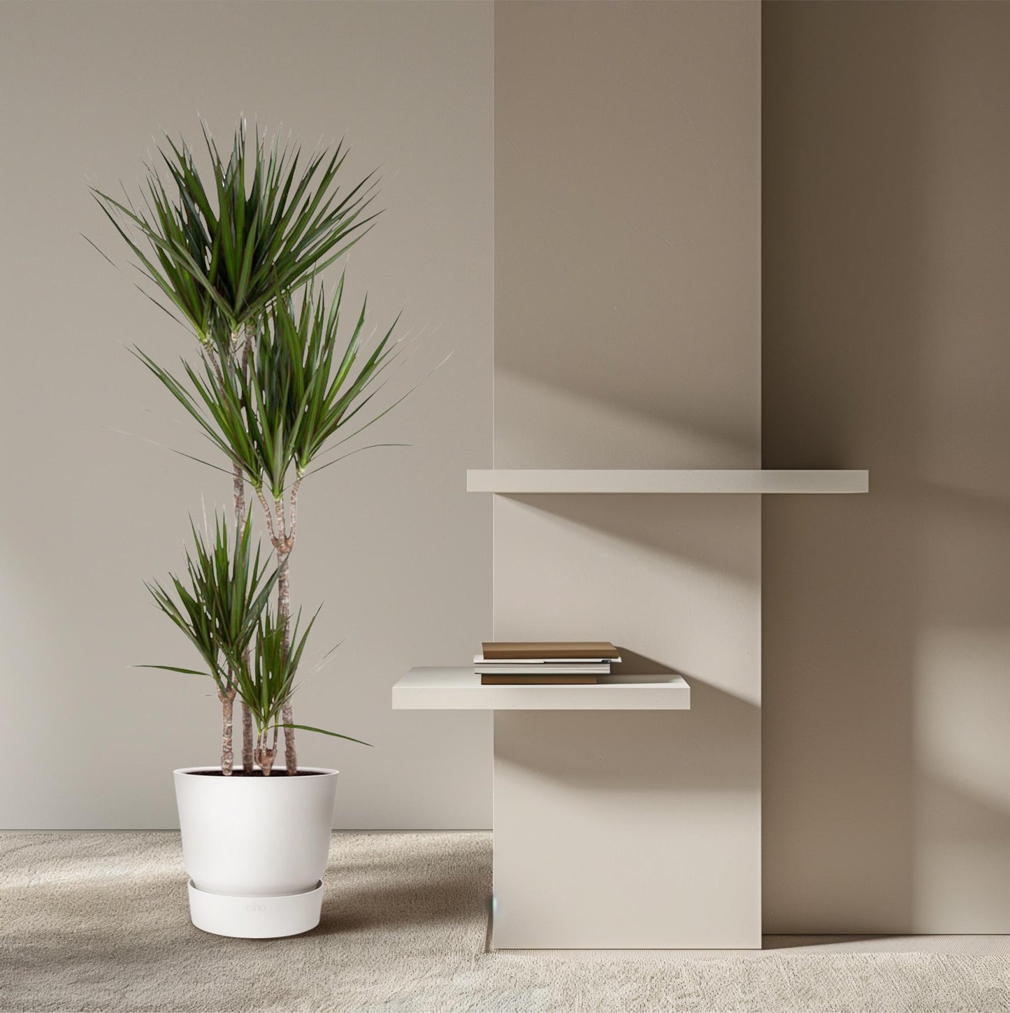 Dracaena Marginata - 160 cm - ø24