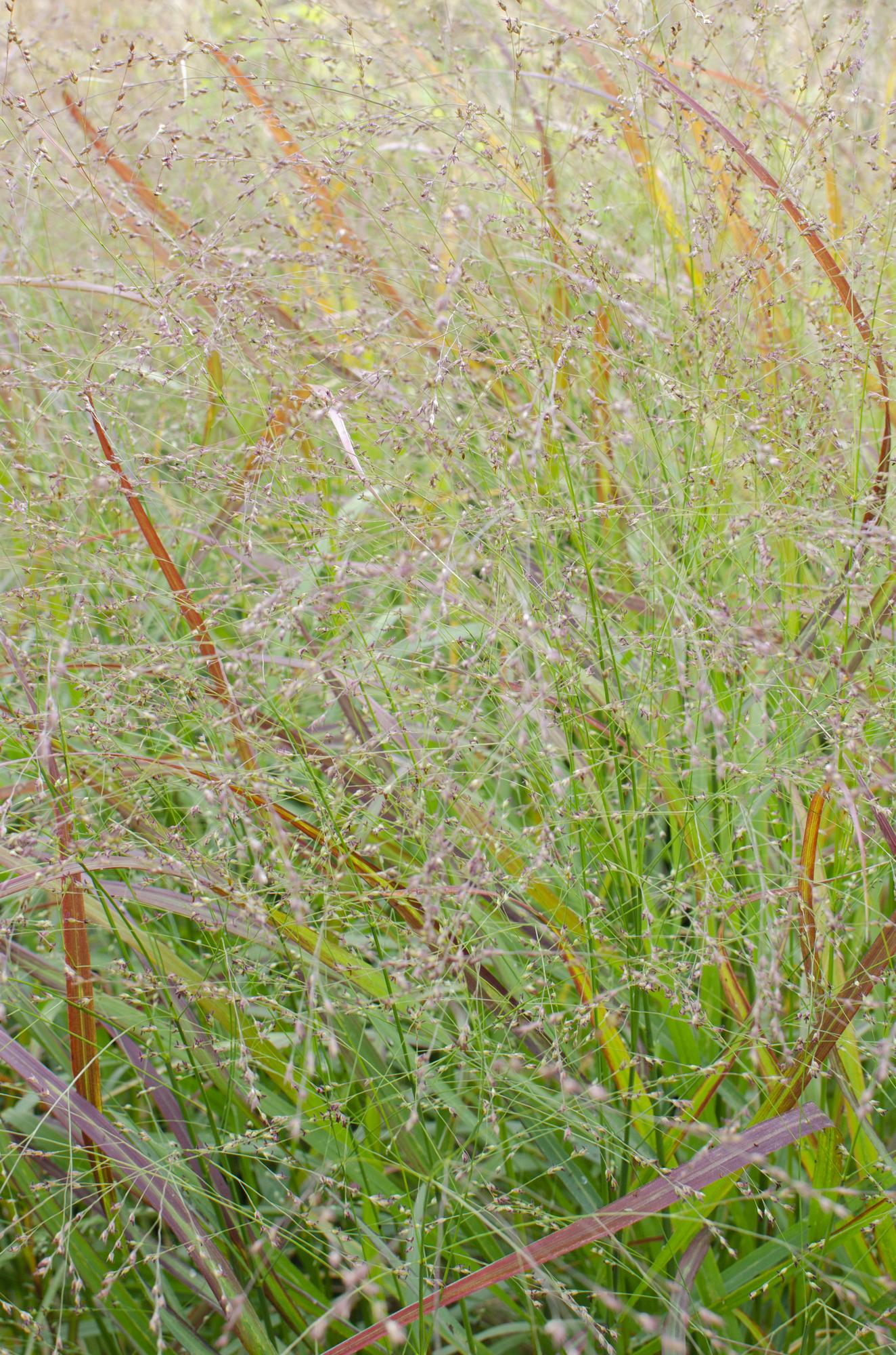 Panicum virgatum Cheyenne Sky - Ø23cm - ↕60cm - Ø19 - ↨50cm