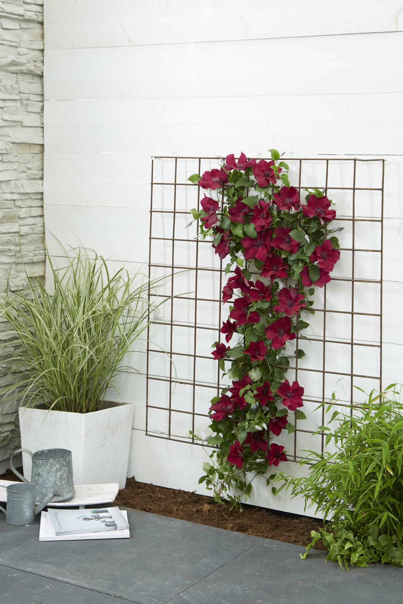 Clematis Nubia - Clematis Evison Rot - Ø15cm - ↕65cm - Ø15 - ↨65cm