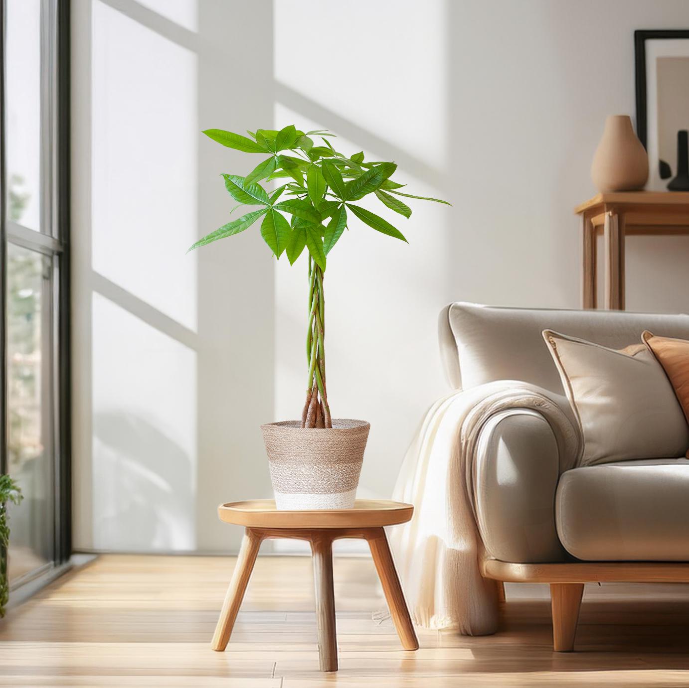 Pachira Aquatica mit Korb Lissabon weiß - 80cm - Ø21