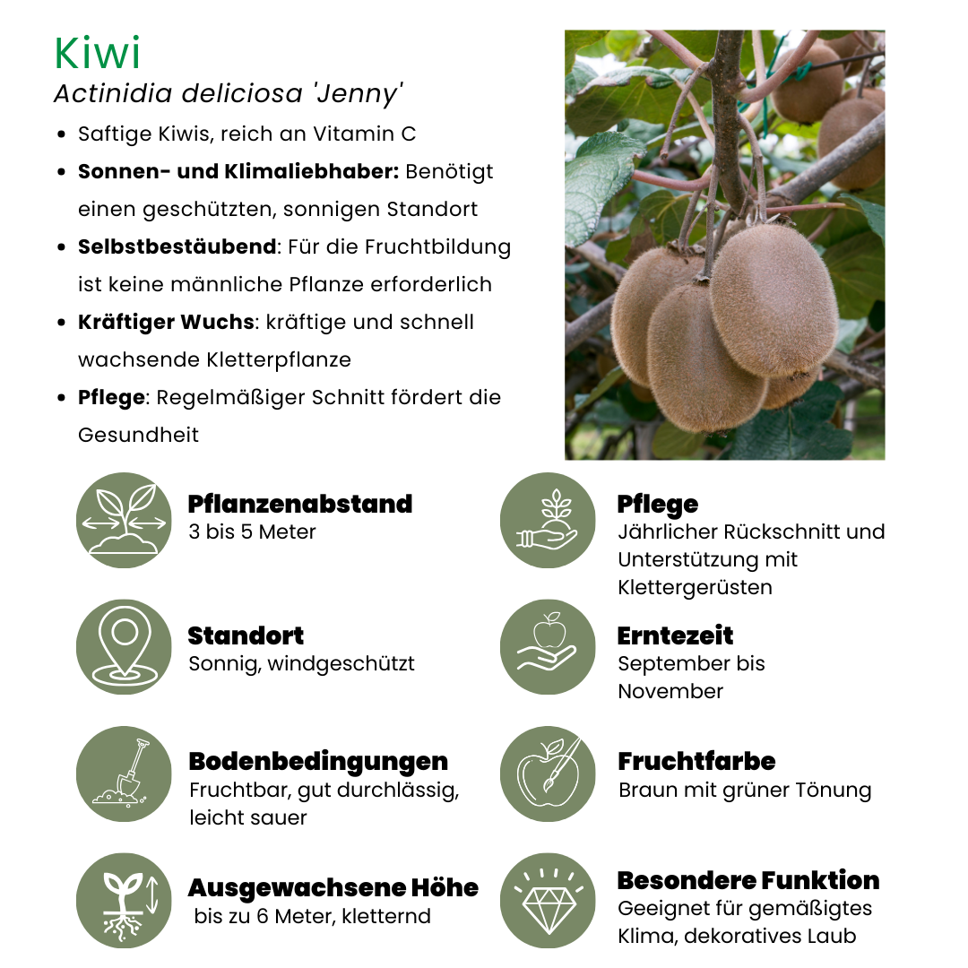6 x Bio Kiwipflanzen - Ø 13 cm - ↨ 20 cm