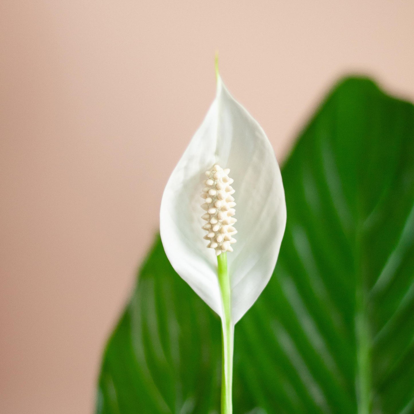Spathiphyllum mit Korb Lissabon weiß - 80cm - Ø21
