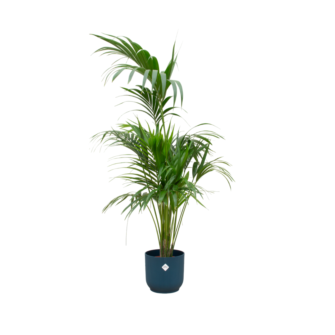 Kombi-Angebot - Kentia-Palme inklusive elho Vibes Fold Round blau Ø30 - 180 cm