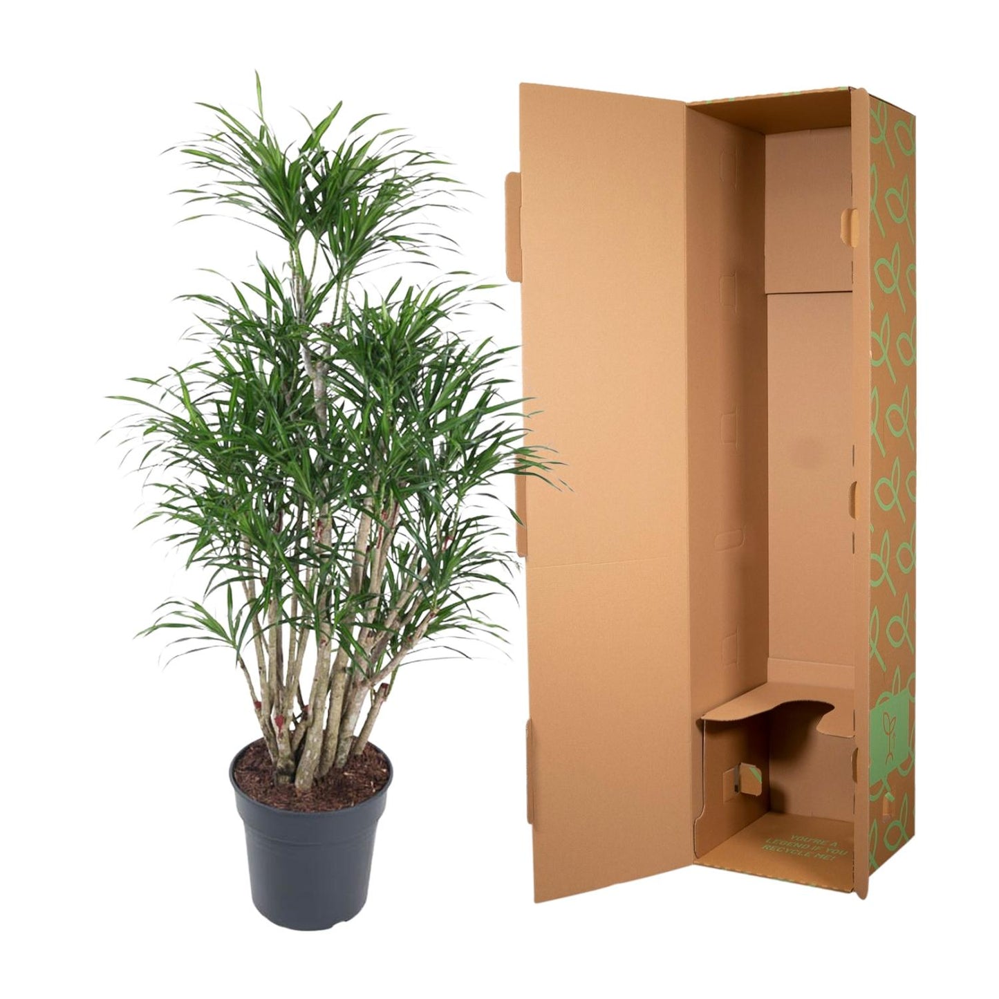 Dracaena Anita vertakt - 160 cm - ø34