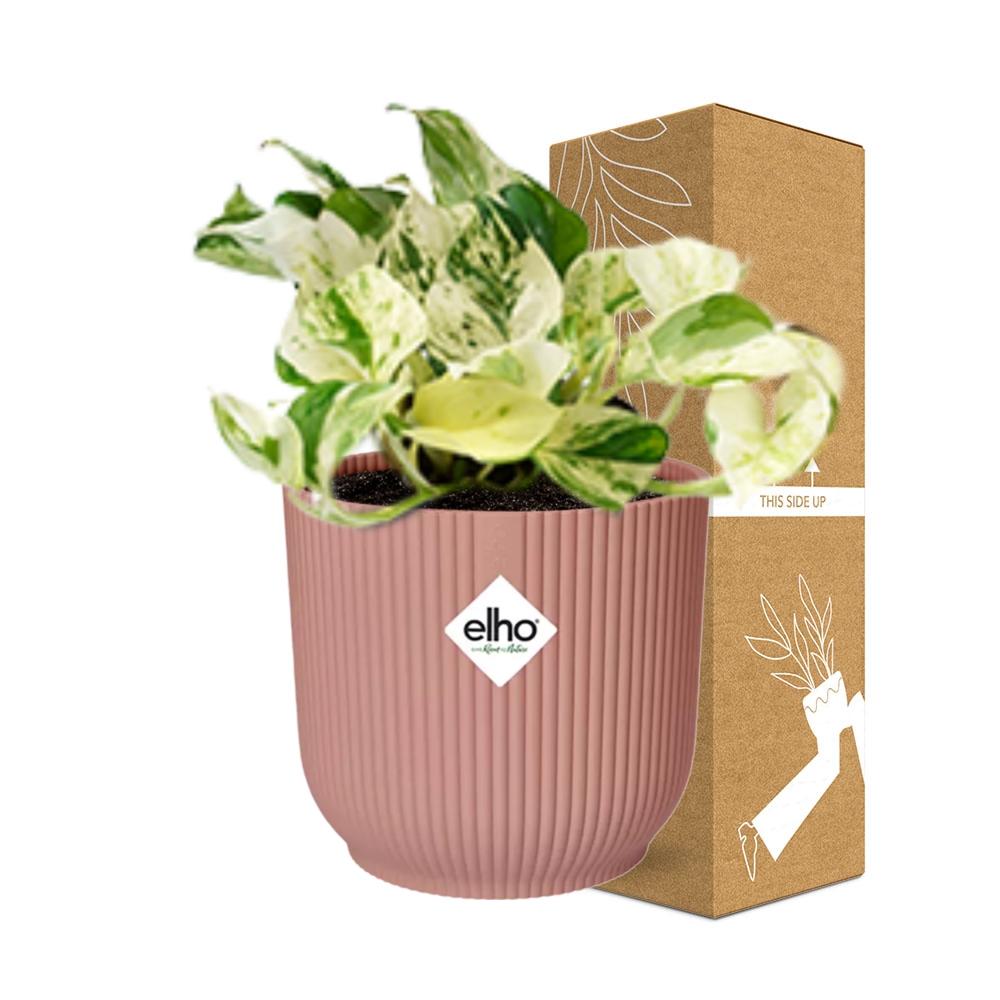 Epipremnum Pinnatum Happy Leaf in ELHO Vibes Fold 14cm rosa