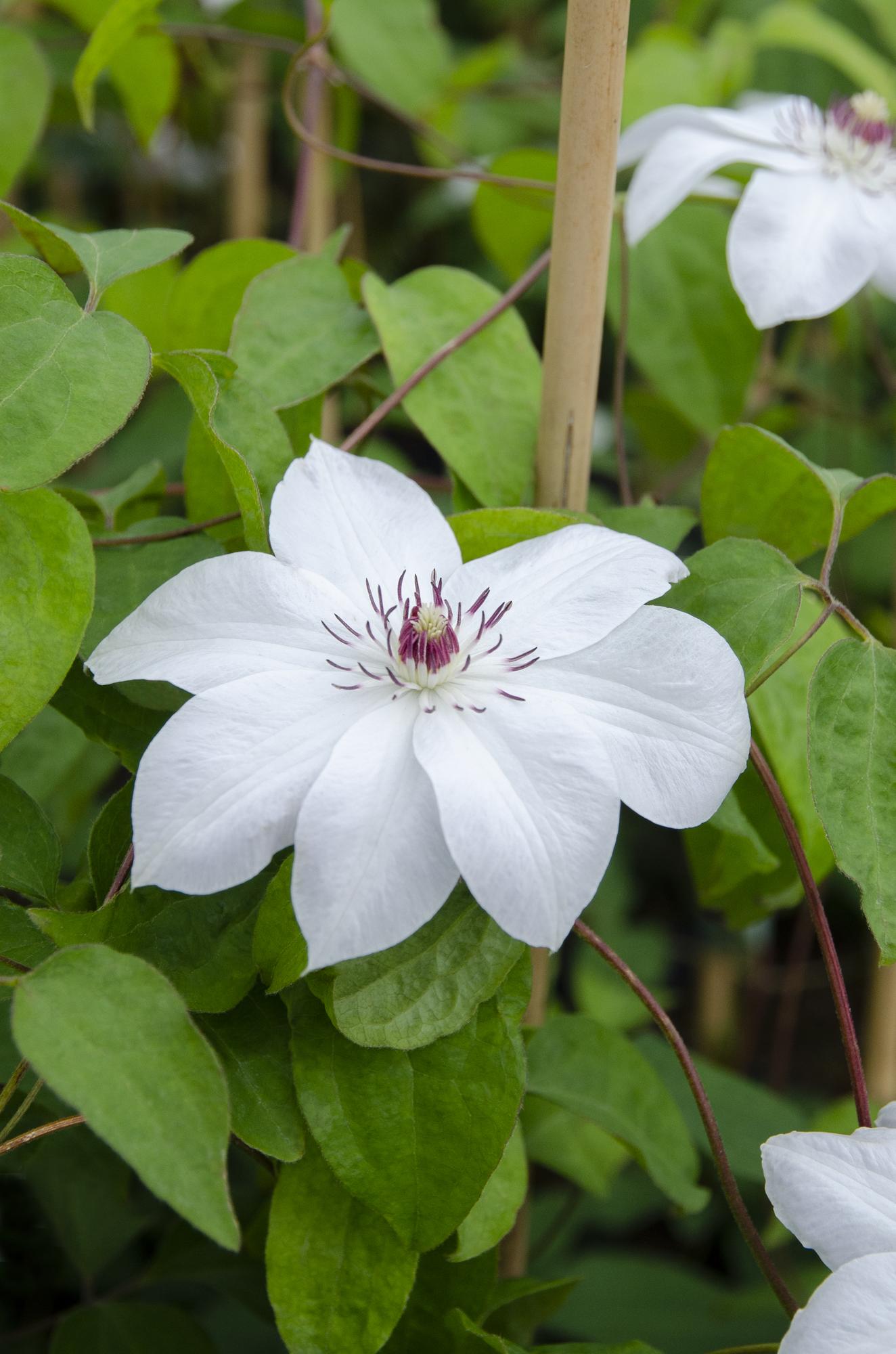 Clematis Miss Bateman - Clematis Weiß - Ø15cm - ↕65cm