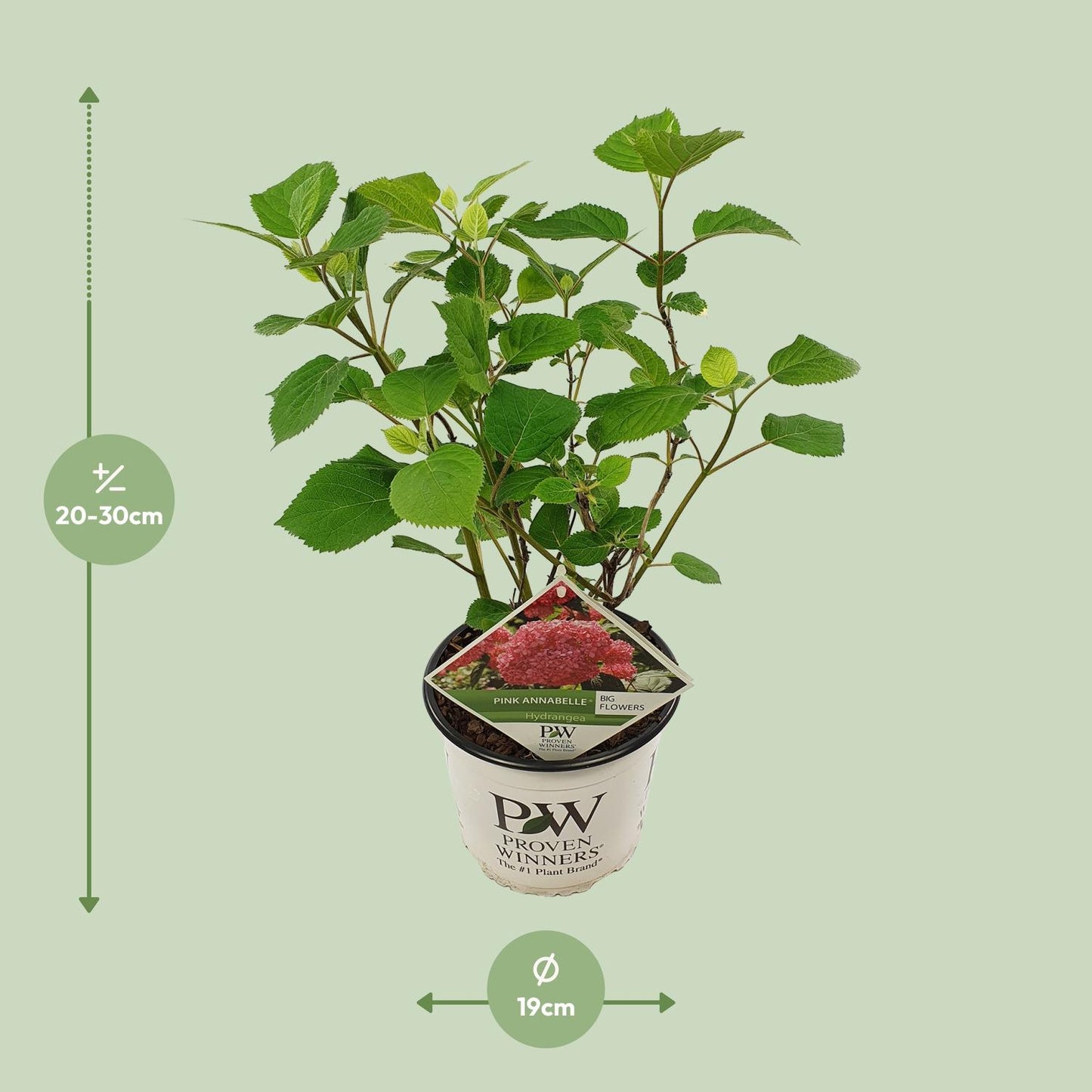 Hortensie Arbo. 'Rosa Annabelle' - Ø19cm - ↕30cm