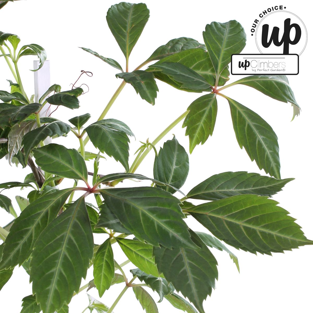 Parthenocissus henryana – Chinesische Virginia-Rebe – Ø15 cm – ↕65 cm