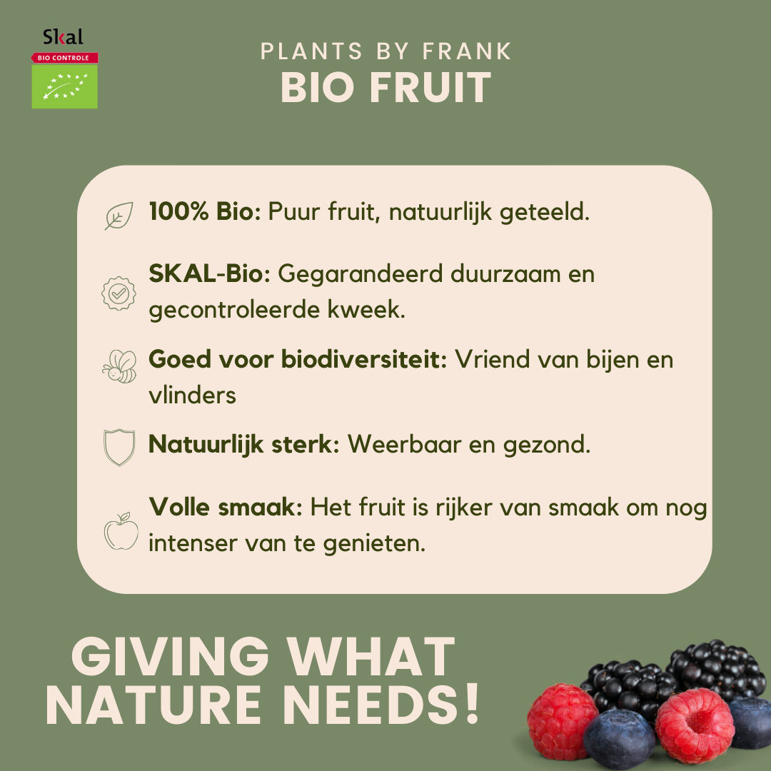 6 x Bio-Feigenbäume - Ø 13 cm - ↨ 20 cm