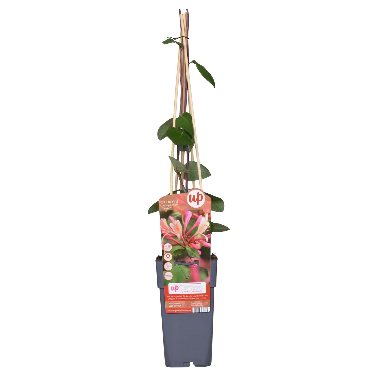 Lonicera periclymenum 'Belgica' - Ø15cm - ↕65cm