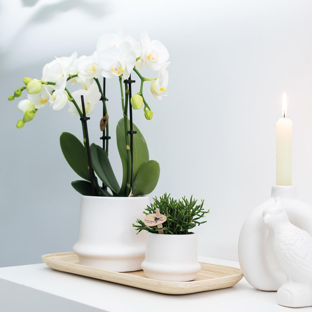 Kolibri-Orchideen | KOMBI-ANGEBOT mit 2 weißen Phalaenopsis-Orchideen - Amabilis - Topfgröße Ø9cm | blühende Zimmerpflanze – frisch vom Züchter