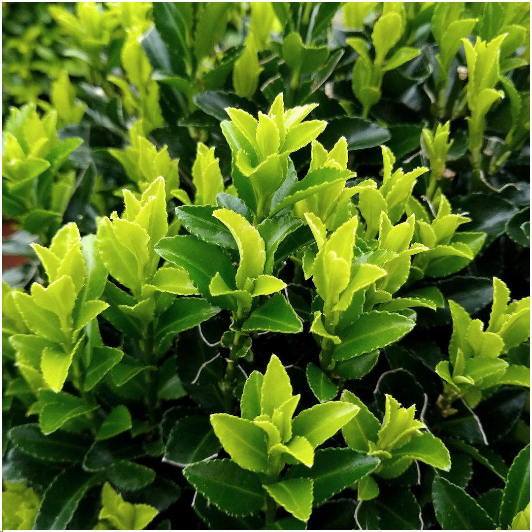 1x 6er-Pack Euonymus 'Green Spire' - Ø 7 cm - ↨ 15 cm