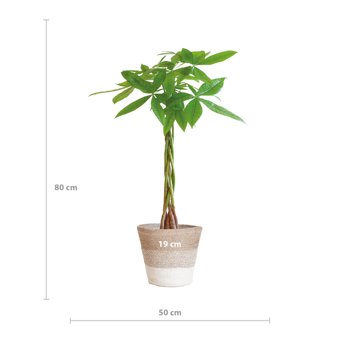 Pachira Aquatica mit Korb Lissabon weiß - 80cm - Ø21