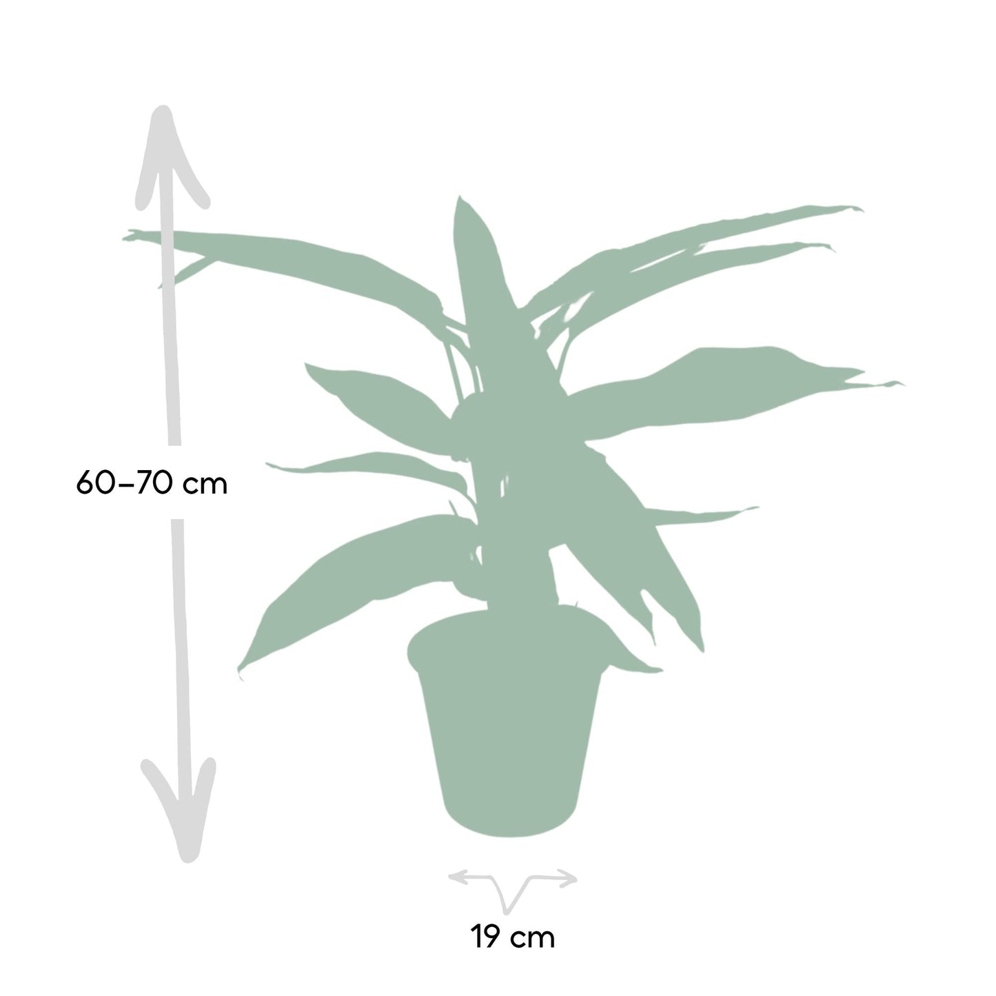 Calathea Triostar - Pfauenpflanze - Ø19cm - ↕70cm
