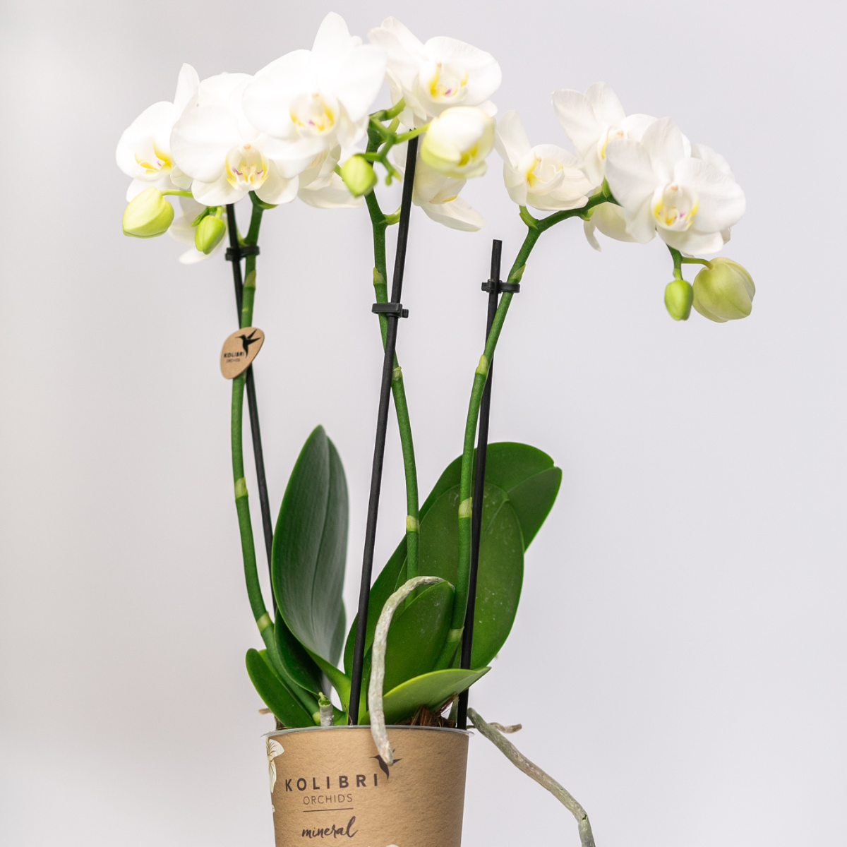 Kolibri-Orchideen | KOMBI-ANGEBOT mit 2 weißen Phalaenopsis-Orchideen - Amabilis - Topfgröße Ø9cm | blühende Zimmerpflanze – frisch vom Züchter