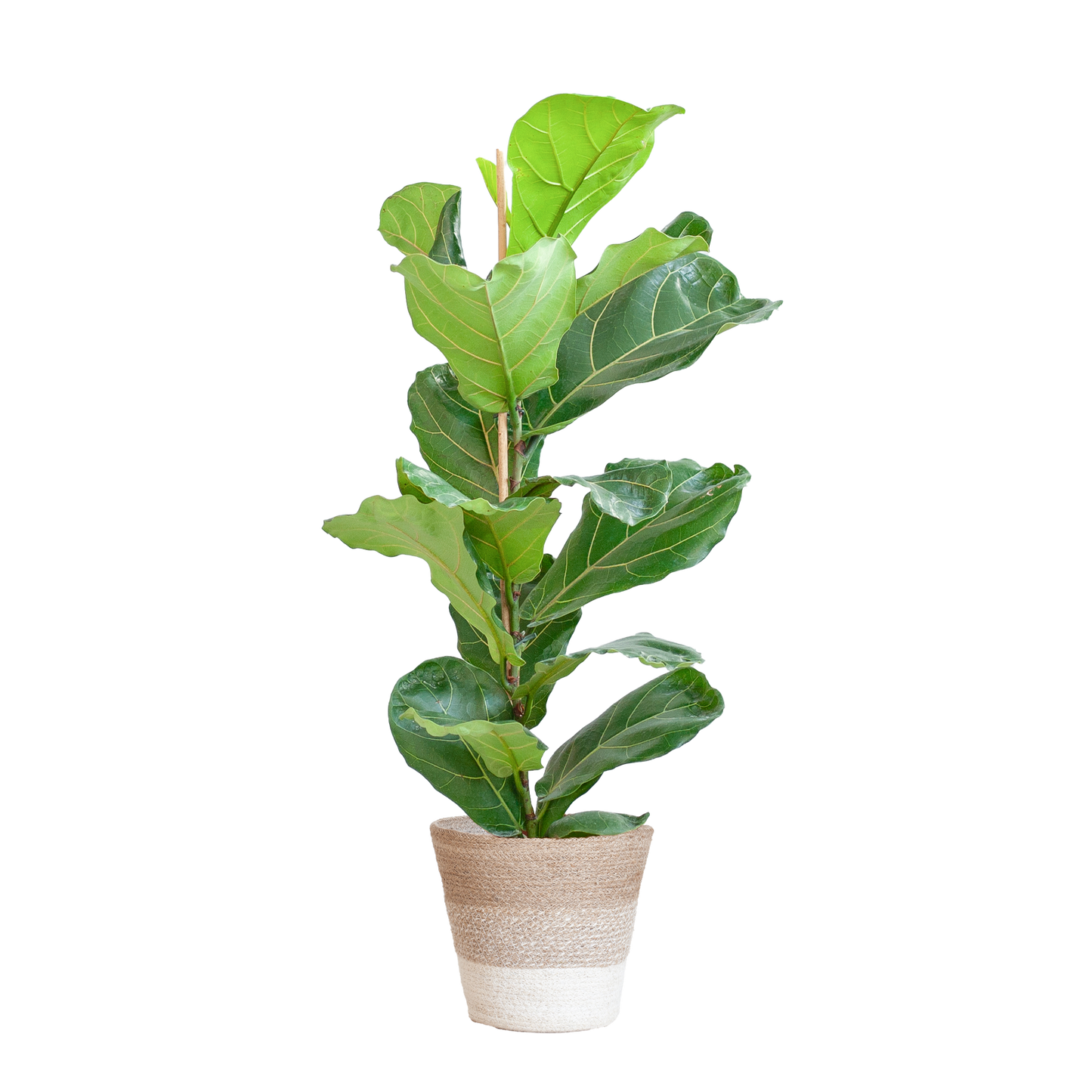 Ficus Lyrata met Mand Lissabon wit - 80cm - Ø21