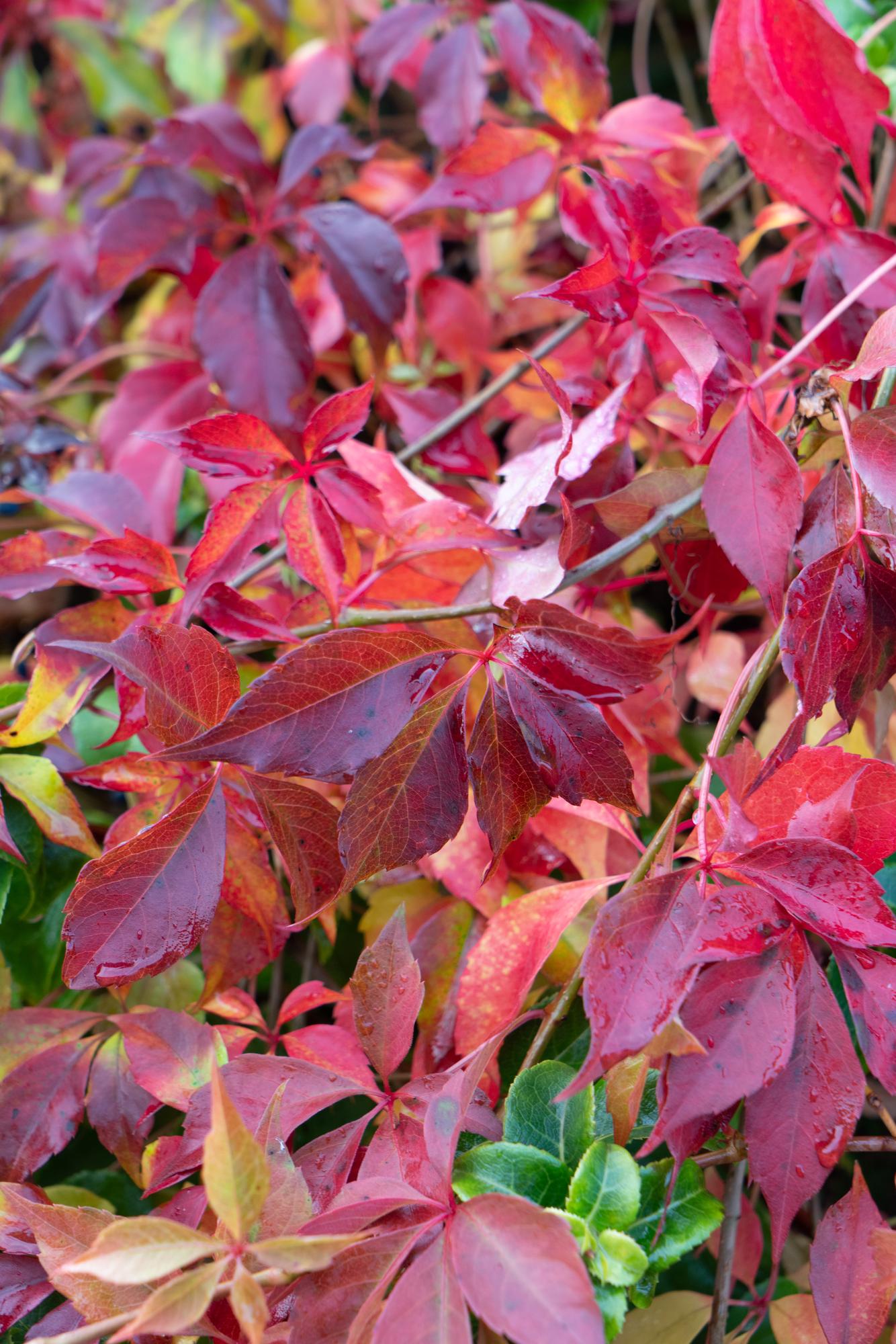 Parthenocissus henryana – Chinesische Virginia-Rebe – Ø15 cm – ↕65 cm