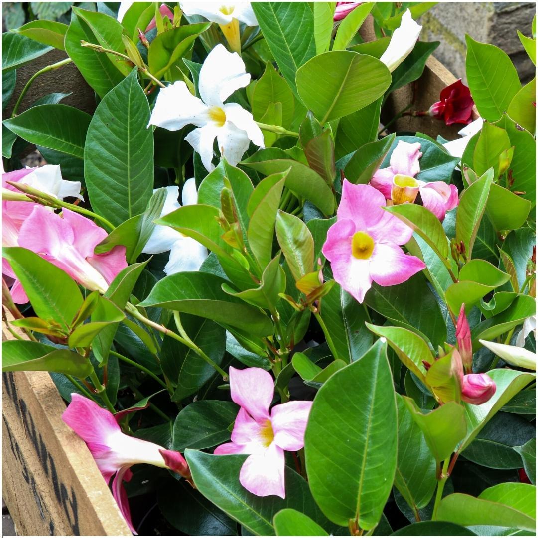 6 x Dipladenia weiß - Mandevilla weiß Ø12 cm - ↕25 cm