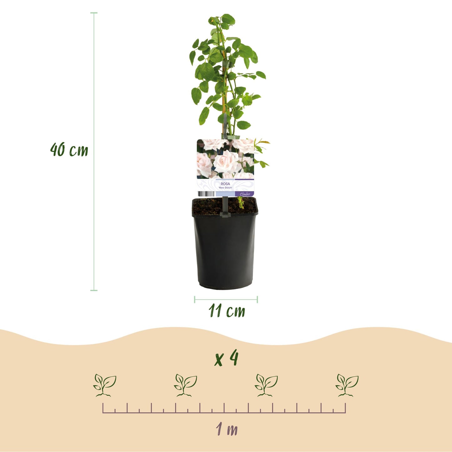 Green boutiQ - Kletterrose - Rosa New Dawn - Blüte Hellrosa - Pflegeleicht - 2 Pflanzen - Topf 11cm Höhe 40cm