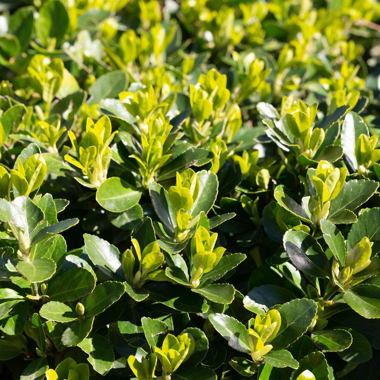 Green boutiQ - Heckenpflanzen - Euonymus japonica Green Spire - blattgrün - 6 Pflanzen - 1 Laufmeter - immergrün - Topf 17cm Höhe 40cm
