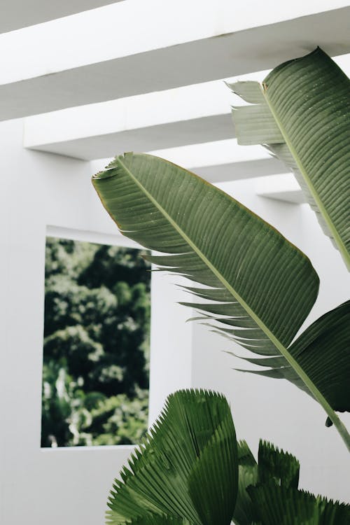 Achtergrond en geschiedenis van de Musa (Bananenplant)
