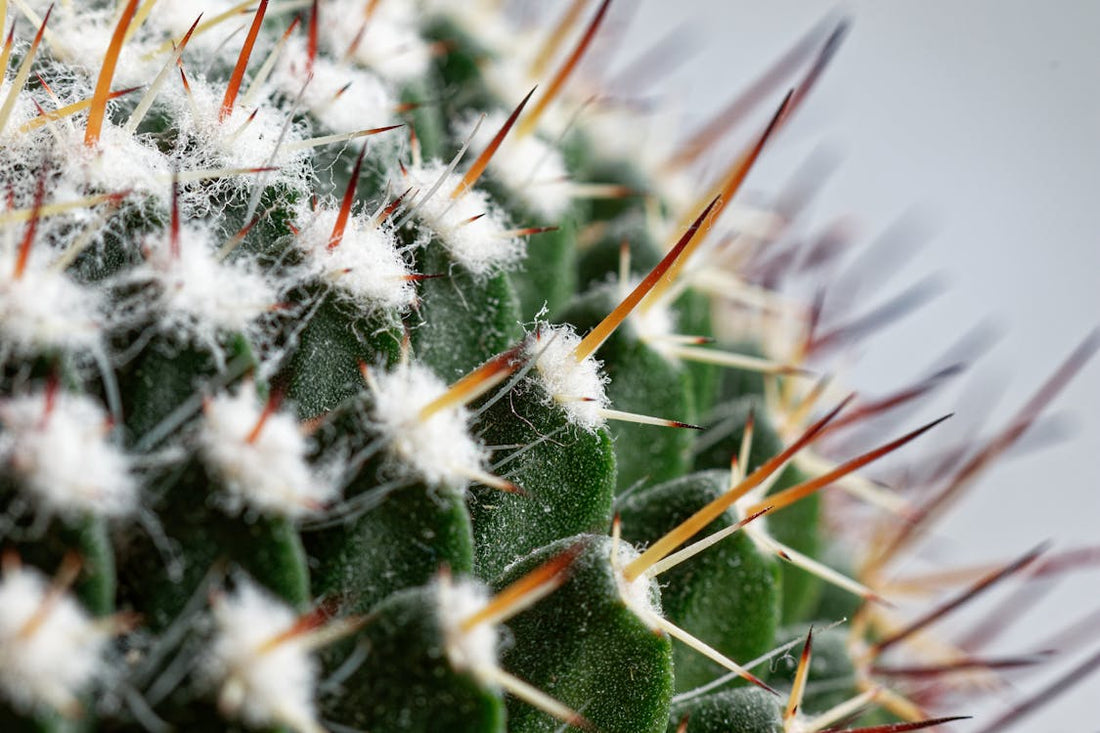 Achtergrond en geschiedenis van Cereus – Vlamcactus