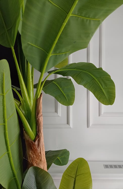 Verzorging en onderhoud van de Musa (Bananenplant)