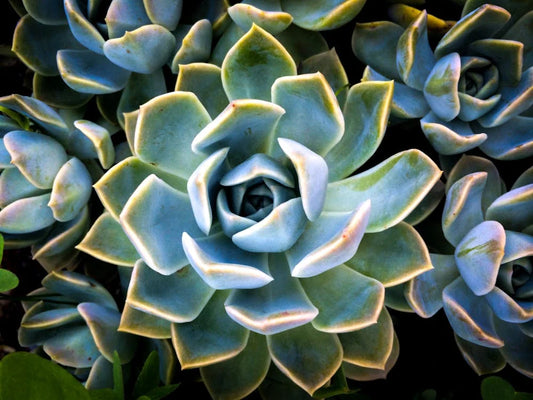 Verzorging en onderhoud van de Echeveria agavoides – Valse agave echeveria