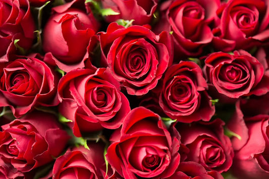 Rozen: De tijdloze bloem van liefde en elegantie