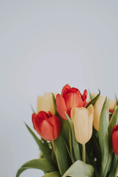 Achtergrond en geschiedenis van tulpen