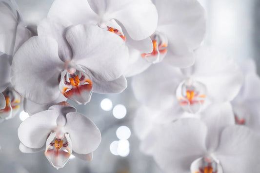 Orchideeën: De exotische en elegante bloemen voor een luxueuze uitstraling