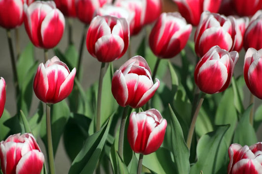 Verzorging en onderhoud van tulpen