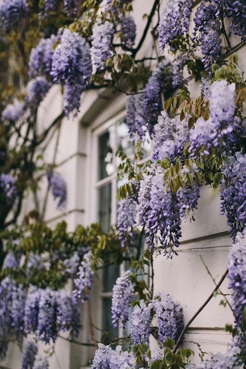 Achtergrond en geschiedenis van de Wisteria