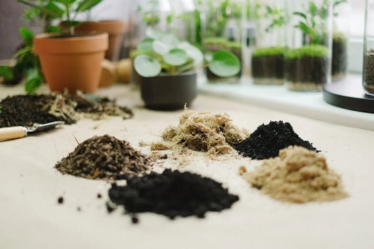 Zelf een terrarium maken: stap-voor-stap handleiding
