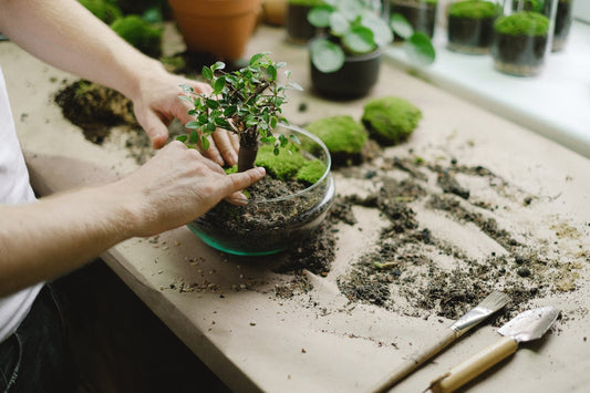 Open versus gesloten terrariums: welke is geschikt voor jou?