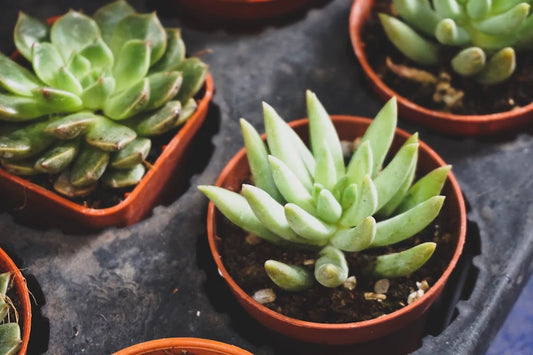 Styling en inspiratie met de Echeveria agavoides