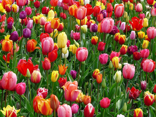 Styling en inspiratie: kleurrijke accenten in de tuin